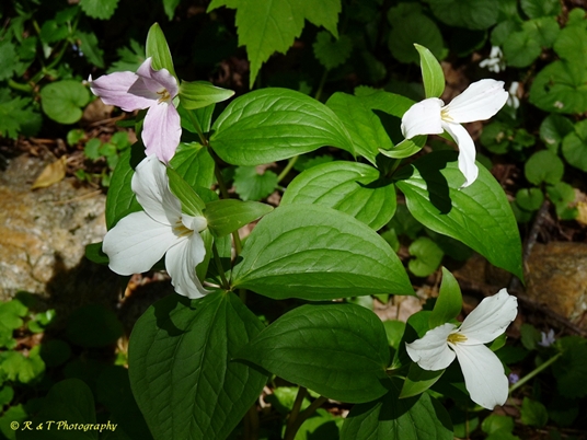 {Trillium grandiflorum}
